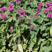 Zavinutka 'Bee-Fee' - Monarda 'Bee-Fee'