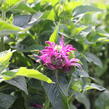 Zavinutka 'Bee-Pure' - Monarda 'Bee-Pure'