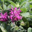 Zavinutka 'Bee-Pure' - Monarda 'Bee-Pure'