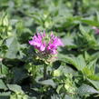 Zavinutka 'Bee-Pretty' - Monarda 'Bee-Pretty'