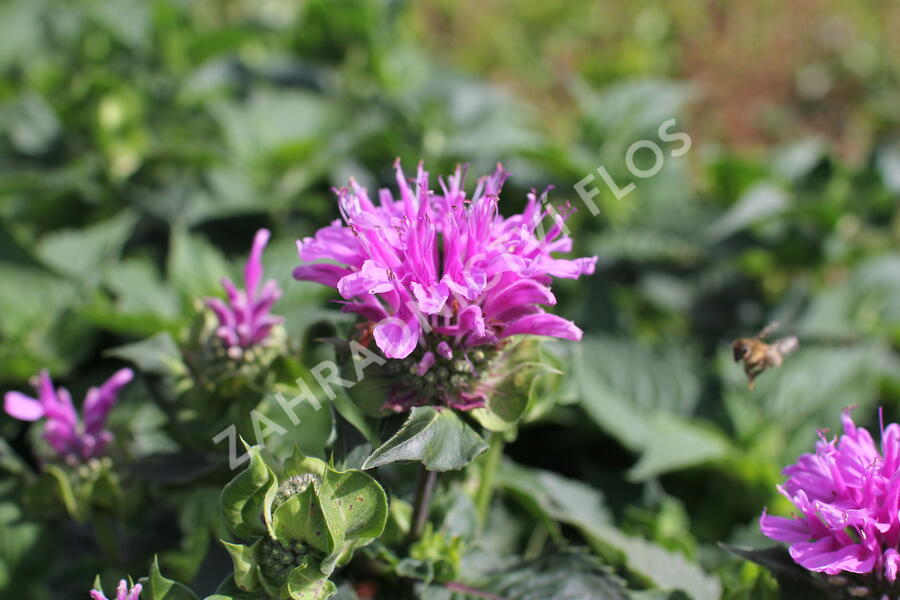 Zavinutka 'Bee-Pretty' - Monarda 'Bee-Pretty'