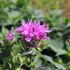 Monarda 'Bee-Pretty'_01.JPG