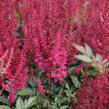 Čechrava Arendsova 'Paul Gaarder' - Astilbe arendsii 'Paul Gaarder'