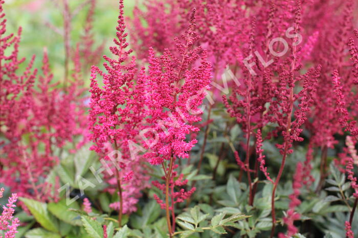 Čechrava Arendsova 'Paul Gaarder' - Astilbe arendsii 'Paul Gaarder'