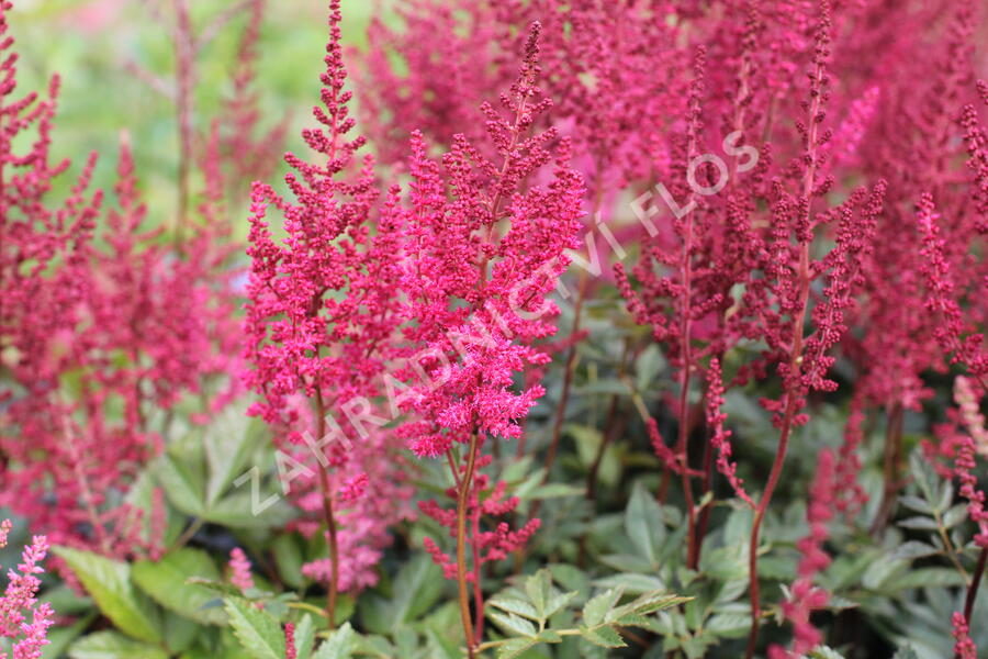 Čechrava Arendsova 'Paul Gaarder' - Astilbe arendsii 'Paul Gaarder'