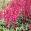 Čechrava Arendsova 'Paul Gaarder' - Astilbe arendsii 'Paul Gaarder'