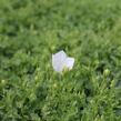 Zvonek karpatský 'Avida White' - Campanula carpatica 'Avida White'