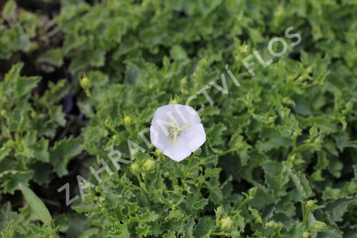 Zvonek karpatský 'Avida White' - Campanula carpatica 'Avida White'