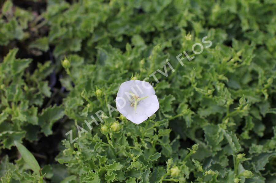 Zvonek karpatský 'Avida White' - Campanula carpatica 'Avida White'