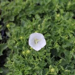 Zvonek karpatský 'Avida White' - Campanula carpatica 'Avida White'