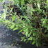 Salix gractilistyla 'Mount Aso'_01.JPG