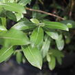 Vrba štíhlopestíková 'Mount Aso' - Salix gractilistyla 'Mount Aso'