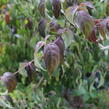 Dřín japonský 'Cappucino' - Cornus kousa 'Cappucino'