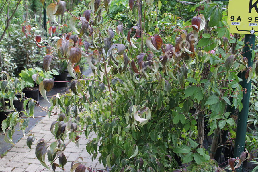 Dřín japonský 'Cappucino' - Cornus kousa 'Cappucino'