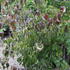 Cornus kousa 'Cappucino'.JPG