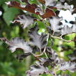 Buk lesní 'Rohan Red Weeping' - Fagus sylvatica 'Rohan Red Weeping'