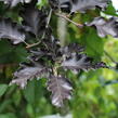 Buk lesní 'Rohan Red Weeping' - Fagus sylvatica 'Rohan Red Weeping'