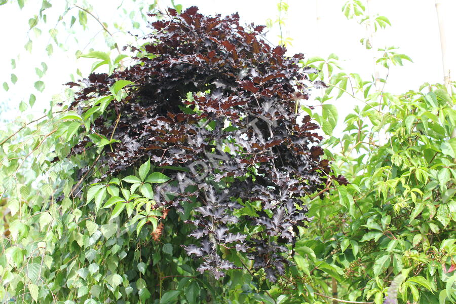 Buk lesní 'Rohan Red Weeping' - Fagus sylvatica 'Rohan Red Weeping'