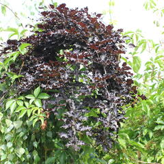 Buk lesní 'Rohan Red Weeping' - Fagus sylvatica 'Rohan Red Weeping'