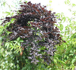 Buk lesní 'Rohan Red Weeping' - Fagus sylvatica 'Rohan Red Weeping'