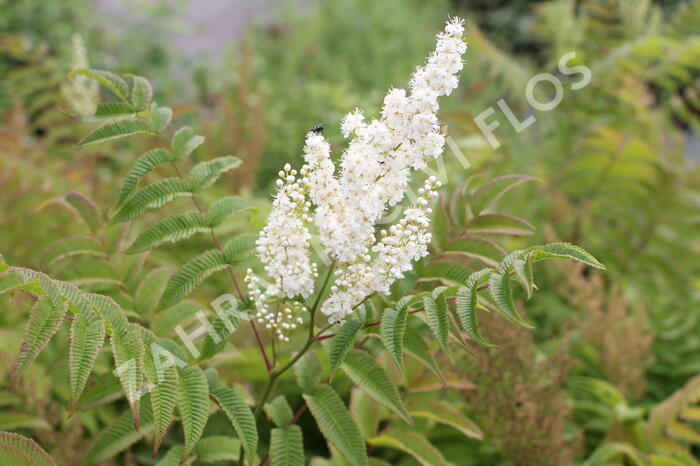 Tavolníkovec jeřábolistý - Sorbaria sorbifolia