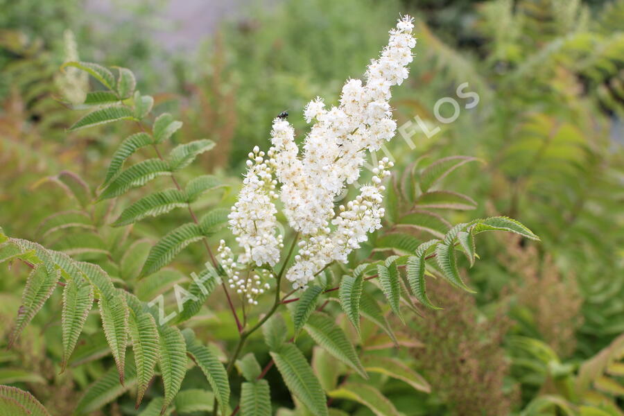 Tavolníkovec jeřábolistý - Sorbaria sorbifolia