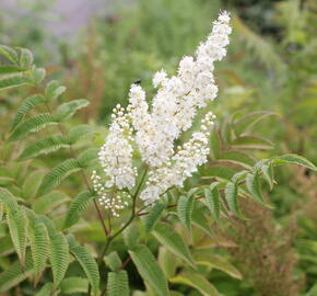 Tavolníkovec jeřábolistý - Sorbaria sorbifolia