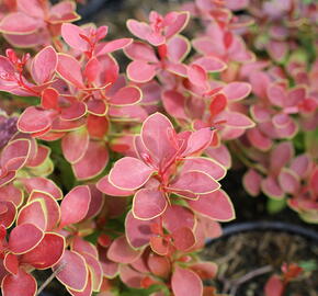 Dřišťál Thunbergův 'Orange Alf' - Berberis thunbergii 'Orange Alf'