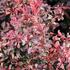 Berberis thunbergii 'Pink Attraction'.JPG