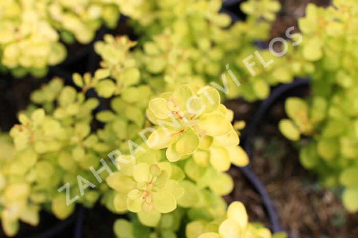 Dřišťál  Thunbergův 'Golden Horizon' - Berberis thunbergii 'Golden Horizon'