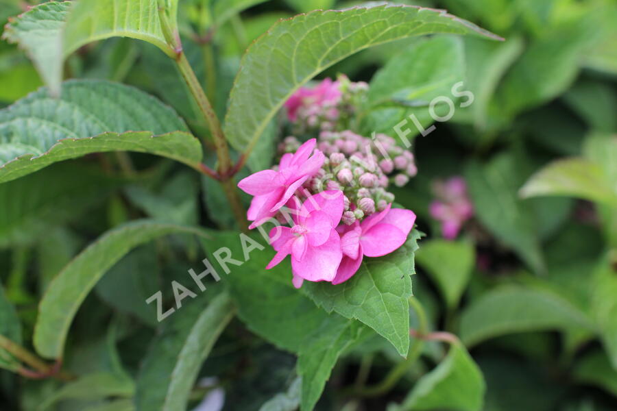 Hortenzie pilovitá 'Morning Glory' - Hydrangea serrata 'Morning Glory'