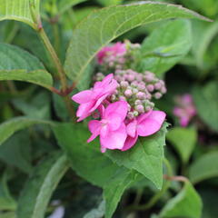 Hortenzie pilovitá 'Morning Glory' - Hydrangea serrata 'Morning Glory'