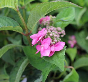 Hortenzie pilovitá 'Morning Glory' - Hydrangea serrata 'Morning Glory'