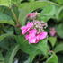Hydrangea serrata 'Morning Glory'.JPG