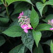 Hortenzie pilovitá 'Morning Glory' - Hydrangea serrata 'Morning Glory'