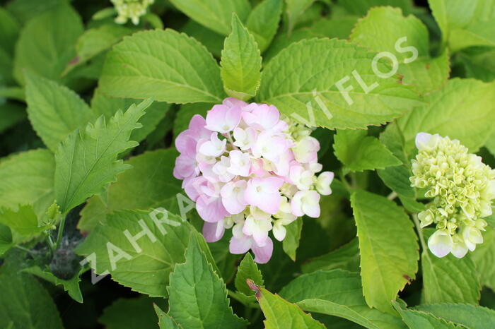 Hortenzie velkolistá 'Gertrud Glahn' - Hydrangea macrophylla 'Gertrud Glahn'