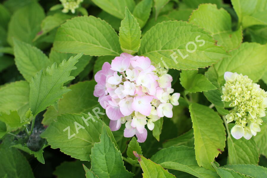 Hortenzie velkolistá 'Gertrud Glahn' - Hydrangea macrophylla 'Gertrud Glahn'