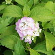 Hortenzie velkolistá 'Gertrud Glahn' - Hydrangea macrophylla 'Gertrud Glahn'