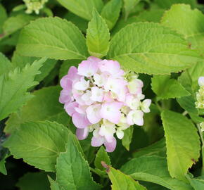 Hortenzie velkolistá 'Gertrud Glahn' - Hydrangea macrophylla 'Gertrud Glahn'