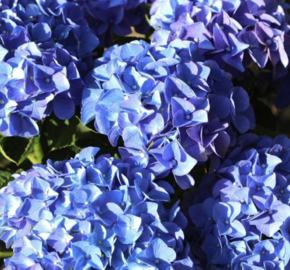 Hortenzie velkolistá 'Early Blue'® - Hydrangea macrophylla 'Early Blue'®