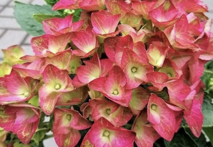 Hortenzie velkolistá 'Red Power'® - Hydrangea macrophylla 'Red Power'®