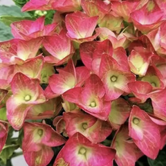 Hortenzie velkolistá 'Red Power'® - Hydrangea macrophylla 'Red Power'®