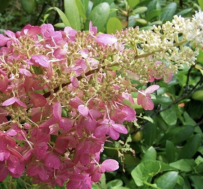 Hortenzie latnatá 'Pink Lady' - Hydrangea paniculata 'Pink Lady'