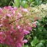 Hydrangea paniculata 'Pink Lady'.png