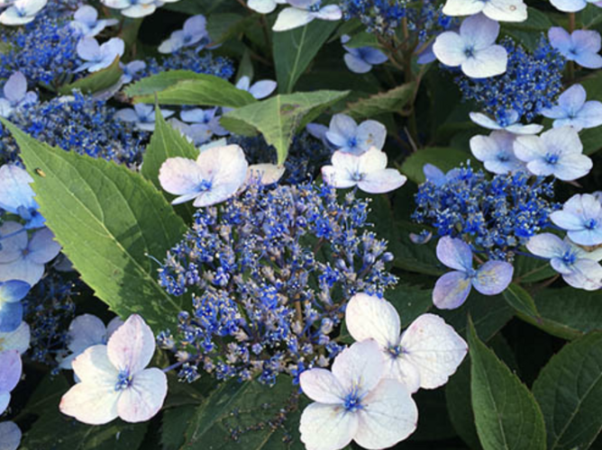 Hortenzie pilovitá 'Magic Pillow' - Hydrangea serrata 'Magic Pillow'