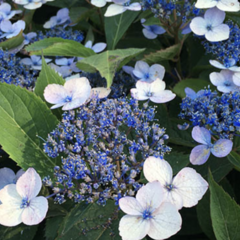 Hortenzie pilovitá 'Magic Pillow' - Hydrangea serrata 'Magic Pillow'