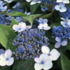 Hydrangea serrata 'Magic Pillow'.png