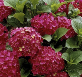 Hortenzie velkolistá 'Dark Red Power'® - Hydrangea macrophylla 'Dark Red Power'®