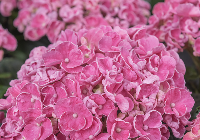 Hortenzie velkolistá 'Sweety Pink® - Hydrangea macrophylla 'Sweety Pink'®