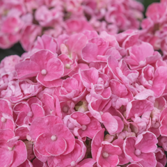 Hortenzie velkolistá 'Sweety Pink® - Hydrangea macrophylla 'Sweety Pink'®